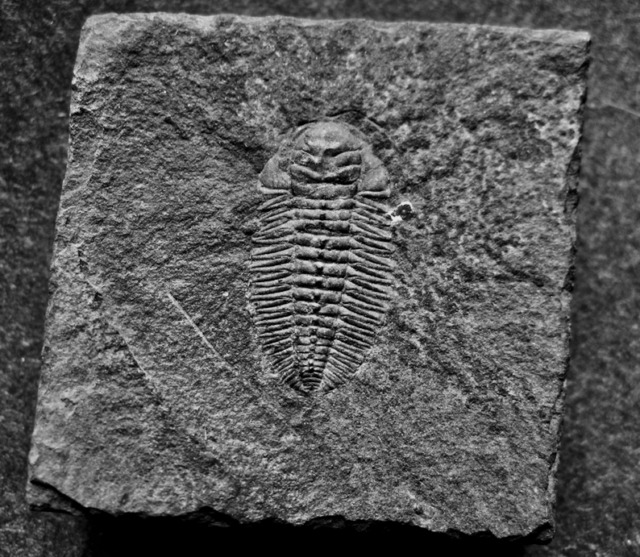 販売大特価 三葉虫 南米産 化石 fossil ボリビア産 trilobite 南米化石