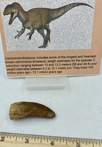 Tyrannosaurus T REX 2"" afrikanischer Carcharodontosaurus ECHT F0SSIL R22 - Bild 1 von 5