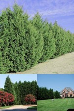 Leyland Cypress Trees Plant Garden Outdoor Fast Growing Size: 6-7 ft Best Gift