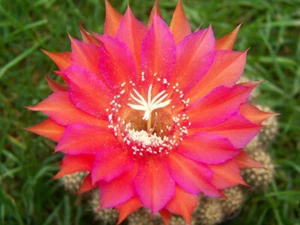 Echinopsishybride " MEX47.2008 " 1,8cm x 2,1cm - Imagen 1 de 2