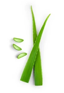 ALOE VERA Fresh Organic Leaf Uses All Natural local pic up/delivery accepted  - Picture 1 of 3