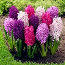 300Pcs/Bag Seed Hyacinth Seeds Home Garden Bonsai Balcony Hyacinth Potted