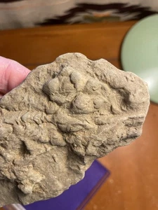 Ichnofossil Trilobit Rusophycus Spuren Gewirr - Bild 1 von 10