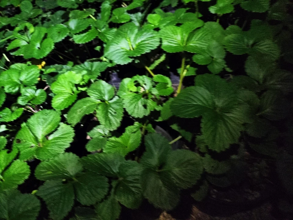 Fragola - Immagine 1 di 1