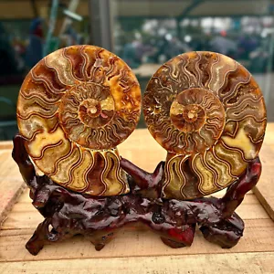 4.40LB Natural Fossil Snail Agate Fancy Cabochon Gemstones - Picture 1 of 14