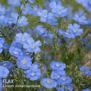 1000 SAMEN Gemeiner Lein Linum usitatissimum Leinsamen Haarlinse Flachs Öllein - Bild 1 von 4
