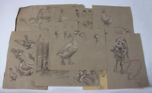 FARM animals Richard Henry BROCK original sketches on 10 sheets CAMBRIDGE artist - Picture 1 of 20