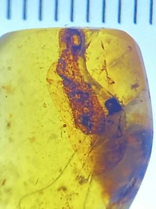 Unknown, Possible lizard Skin (scales), Fossil In Genuine Burmite Amber, 98MYO - Picture 1 of 6