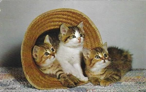Vintage Cats Kittens Postcard Three Tabbies Straw Hat - Imagen 1 de 2