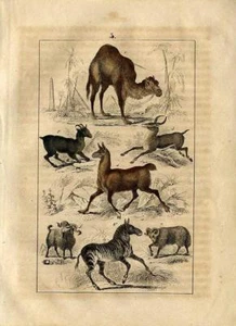 1844 MARTIN HC ENGRAVING zebra, llama, dromedary, chamois, gazelle, sheep, goat - Picture 1 of 3