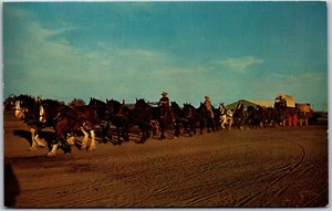 Postcard Saskatchewan 22 Clydesdales Percherons Belgians Pulling Freighter Wagon - Picture 1 of 2