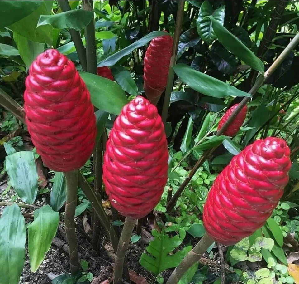 1 lbs. de champú rizomas de jengibre Foto 1 de 1