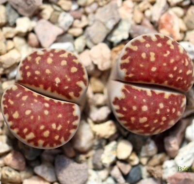 SEEDS - Lithops julii 10seeds C259 'Red Flare' - Image 1 of 4