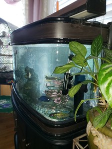 46 gallon bow front aquarium stand oak