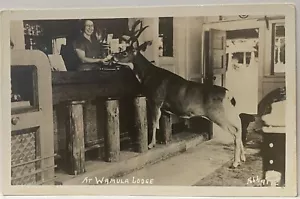 Cartolina fotografica reale RPPC~""At Warmula Lodge"" donna serve cervi da bere al bar - Foto 1 di 3