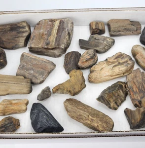 Legno pietrificato lotto sfuso 25 pezzi 7,2 libbre - varie località sconosciute - ingrosso - Foto 1 di 24