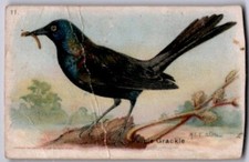 1933 Church & Dwight Useful Birds of America Fifth Series #11 Purple Grackle