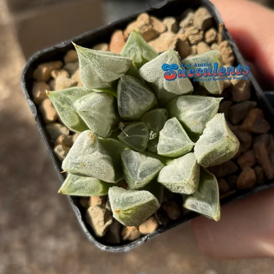 Híbrido Haworthia 'Love' - Suculenta enraizada viva Foto 1 de 4