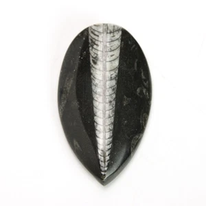 Natural Orthoceras Fossil Teardrop Cabochon Gemstone Paperweight 3.5"x2" 108g - Picture 1 of 3