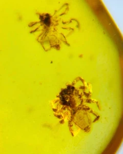 Burmese fossil burmite Cretaceous amber spider insect fossil amber Myanmar - Picture 1 of 4