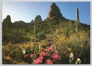 Postcard Desert in Bloom Hedgehog Cacti Brittlebush Organ Pipe Cactus Arizona - Picture 1 of 2