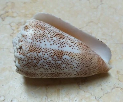 Conus Arenatus Beautiful wow specimen 66mm Pattern red sea shell Coloration - Image 1 of 4