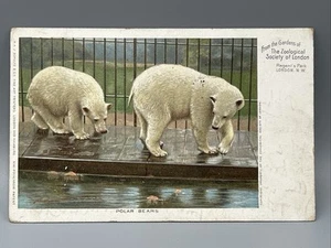 Eisbären im Londoner Zoo gebraucht 1907 - Bild 1 von 2
