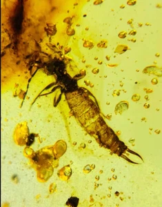 Cretaceo fossile birmano ambra burmite orecchino insetto ambra fossile Myanmar - Foto 1 di 5