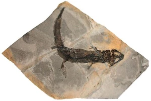 Perm Micromelerpedon credneri Branchiosaurier Rotliegendes Odernheim 116-10 - Picture 1 of 3
