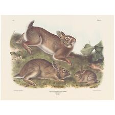 Audubon Mammals of the Southeast Southart Parkway Quadrupeds Ed Pl 22 Grey Rabbi