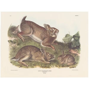 Audubon Mammals of the Southeast Southart Parkway Quadrupeds Ed Pl 22 Grey Rabbi - Picture 1 of 2