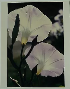 John R. Wells Cibachrome Druck, Morning Glory, Acton, Messe. - Bild 1 von 1