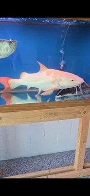 Phantom Redtail Catfish - (Phractocephalus Hemioliopterus) - 28" Inches - Image 1 of 3