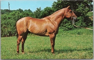 c1960s Prospect, Pennsylvania Postcard "JIMMY MOON BEAM" Horse Stud Service - Picture 1 of 2