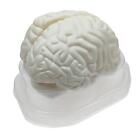 Life Size Human Brain Model For Kids Education Teaching Tools Lab Supplies