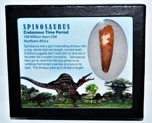 SPINOSAURUS Dinosaur Tooth Fossil 2.231 inch w/ Info Card LDB #14424 14o - Picture 1 of 4