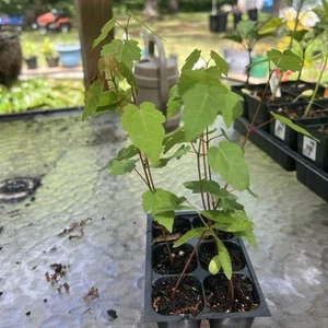 Maple Tree  Seedlings  (5)  Acer   plugs grown from seed shipped in the pot - Picture 1 of 12