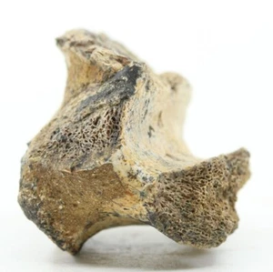 Edmontosaurus Fossil Bone Hell Creek Formation South Dakota SD COA 6607 - Picture 1 of 14