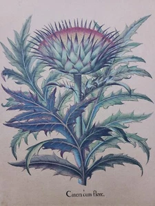 17th Century Hand Colored Print by Besilius Besler, "Cinera Cum Flore" - Picture 1 of 15