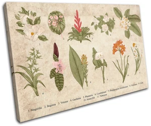 Botanical Illustration Monstera Floral SINGLE CANVAS WALL ART Picture Print - Picture 1 of 1