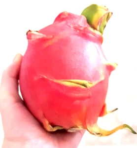Hylocereus Undatus Cactus, Pitaya, Pitahaya, White Dragon Fruit 50+Seeds - Picture 1 of 7