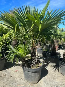 PALME TRACHYCARPUS FORTUNEI HÖHE 160CM WINTERHART -19 GRAD Doppelstämmig - Bild 1 von 22