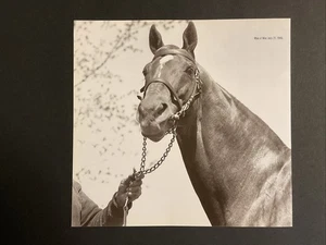 MAN O’ WAR photo Horse Racing 28 YEARS OLD - Picture 1 of 1
