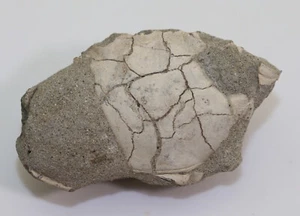 Krabbe, Eriphia cocchii, Tertiär, Pliozän, San Minato Balconevisi, Italien -i151 - Bild 1 von 5