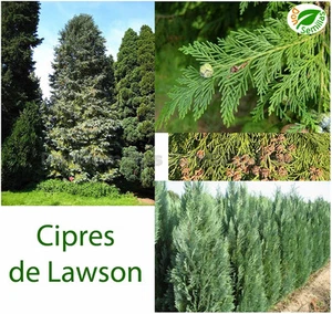 Cipres de Lawson ( Chamaecyparis lawsoniana ) 100 semillas - seeds * Ciprés - Imagen 1 de 1