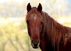 NEW HORSE ANIMAL WILDLIFE WALL ART POSTER OR CANVAS SIZE A4 TO A0