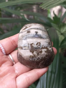 118GR EXTREME RARE Whole Permian Ammonite Fossil NAUTILUS/NAUTILOID CALCITE - Picture 1 of 9