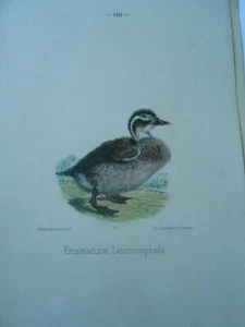 Planche couleur 1875 Oiseaux Erismatura Leucocephala - Picture 1 of 1