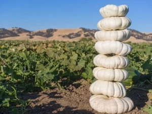 10 Stackable White Boer Pumpkin Seeds. USA Seeds. Organic. Ships free - Picture 1 of 1