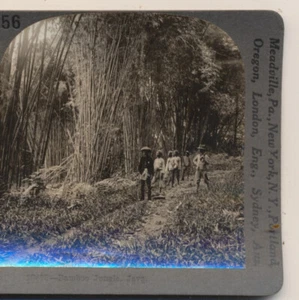 Natives Bamboo Jungle Java Keystone Primary Stereoview c1900 - Picture 1 of 3